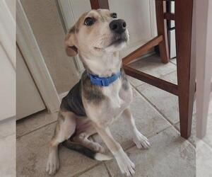 Labrador Retriever-Plott Hound Mix Dogs for adoption in Conroe, TX, USA