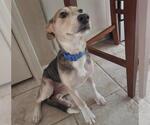 Small Labrador Retriever-Plott Hound Mix