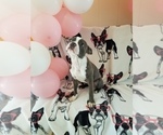 Small Photo #2 Boston Terrier Puppy For Sale in KINGSPORT, TN, USA