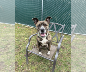 Dolly - Female American Staffordshire Terrier-Boxer Mix Dog for Adoption - Photo #2