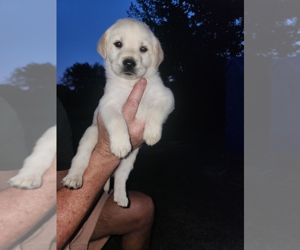 Medium Photo #4 Labrador Retriever Puppy For Sale in HICKORY, NC, USA