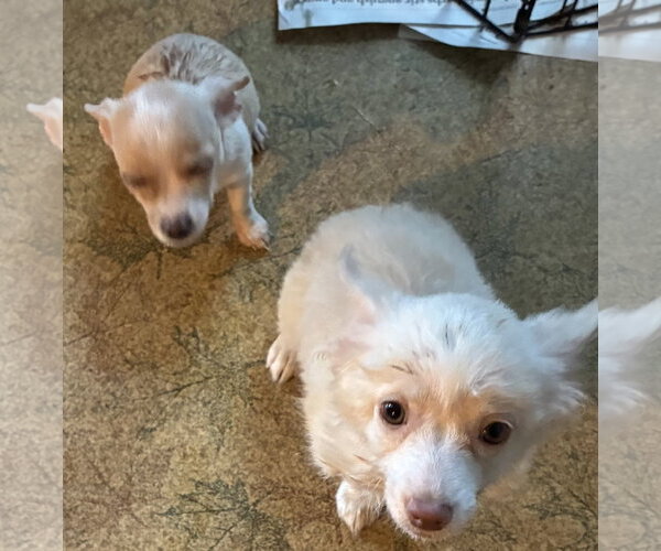 Medium Photo #3 Chiranian Puppy For Sale in Pottstown, PA, USA