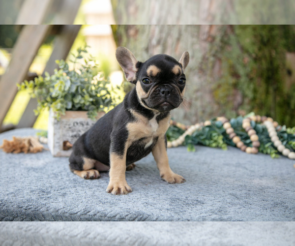 Medium Photo #18 French Bulldog Puppy For Sale in BALTIC, OH, USA