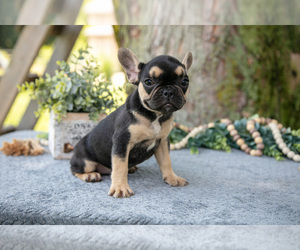 Medium French Bulldog