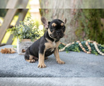 Puppy Bella French Bulldog