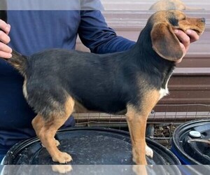 Beagle Puppy for Sale in NEW BRITAIN, Connecticut USA