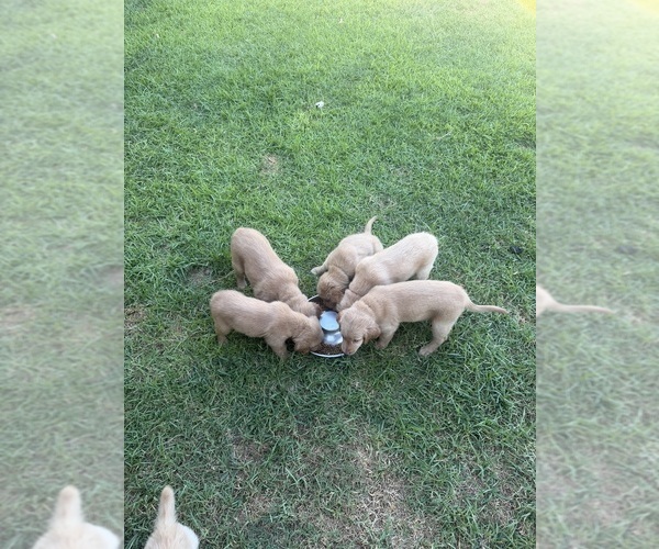 Medium Photo #1 Golden Retriever Puppy For Sale in BLOOMINGTON, CA, USA