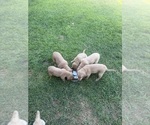 Small Golden Retriever