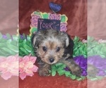 Small Photo #41 Yorkshire Terrier Puppy For Sale in AKRON, OH, USA