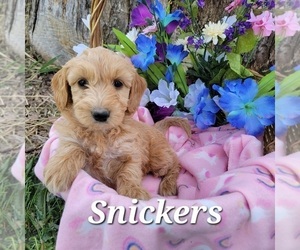 Goldendoodle (Miniature) Puppy for sale in GOBLES, MI, USA
