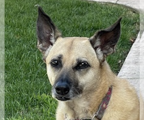 Medium Photo #1 Mutt Puppy For Sale in San Ramon, CA, USA
