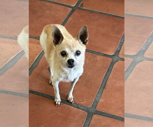 Atom - Male Chihuahua Dog for Adoption - Photo #2