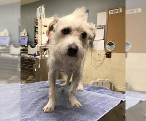 Mutt Dogs for adoption in Riverside, CA, USA