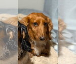 Small Dachshund