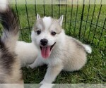 Small Photo #11 Pomsky Puppy For Sale in CENTRALIA, MO, USA