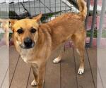 Small #6 Carolina Dog-German Shepherd Dog Mix