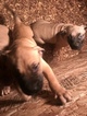 Small Photo #13 Presa Canario Puppy For Sale in FLINT, MI, USA