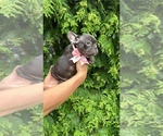 Small #5 French Bulldog