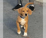 Small #1 Beagle Mix