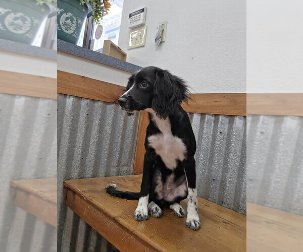 Medium Photo #2 Cocker Spaniel-Unknown Mix Puppy For Sale in New York, NY, USA