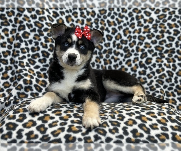 Medium Photo #7 Pomsky Puppy For Sale in LAKELAND, FL, USA
