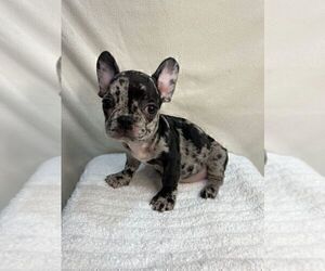 French Bulldog Puppy for sale in CHARLESTON, SC, USA