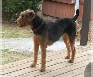 Mother of the Airedale Terrier puppies born on 02/12/2024