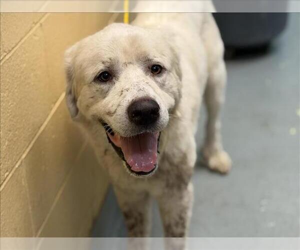Medium Photo #1 Great Pyrenees Puppy For Sale in Tulsa, OK, USA