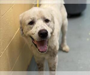 Great Pyrenees Dogs for adoption in Tulsa, OK, USA