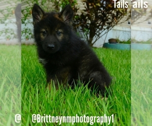 German Shepherd Dog-Siberian Husky Mix Puppy for sale in MULBERRY, FL, USA