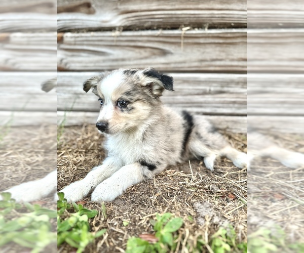 Medium Photo #2 Miniature Australian Shepherd Puppy For Sale in ORLANDO, FL, USA