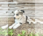 Small #1 Miniature Australian Shepherd