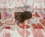 Puppy Mr Hershey Dachshund