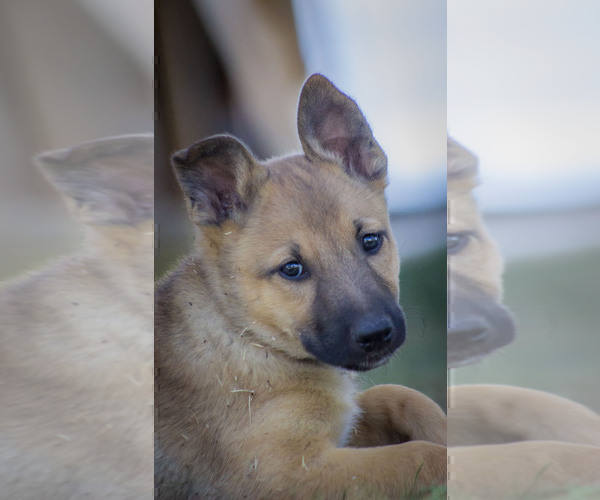 Medium Photo #2 Belgian Malinois Puppy For Sale in ALTURAS, CA, USA