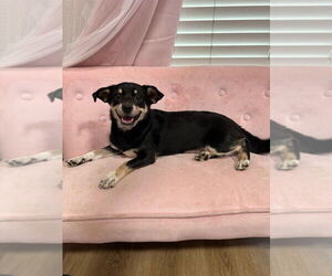 Dachshund-Unknown Mix Dogs for adoption in FRAMINGHAM, MA, USA