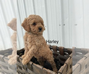 Doberman Pinscher Puppy for sale in GOSHEN, IN, USA