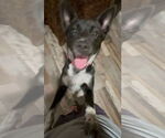 Small #9 Mutt