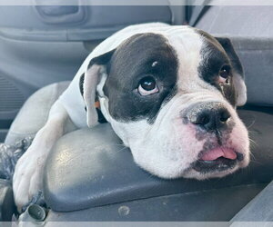 Freddy - Male American Staffordshire Terrier-Boxer Mix Dog for Adoption - Photo #3