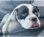 Small Photo #3 American Staffordshire Terrier-Boxer Mix Puppy For Sale in Phoenix, AZ, USA