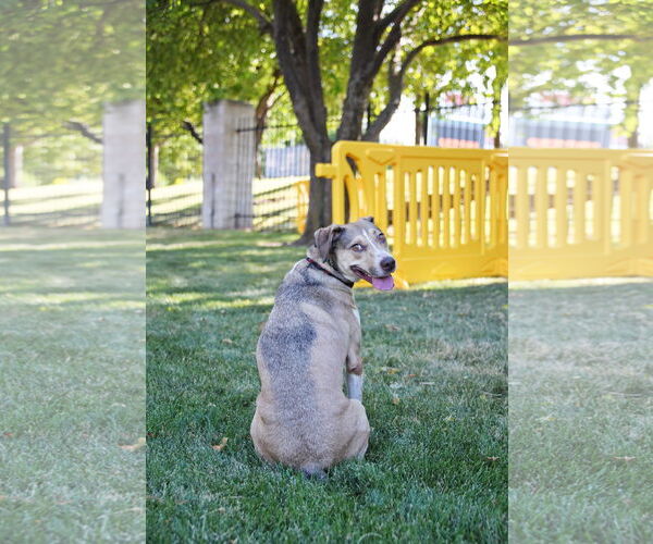 Medium Photo #4 Mutt Puppy For Sale in Sandy, UT, USA