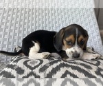 Small #1 Beagle