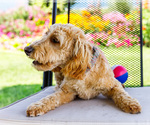 Small #1 Goldendoodle-Poodle (Miniature) Mix