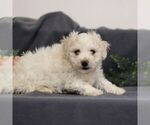 Small Photo #1 Bichon Frise Puppy For Sale in ANNVILLE, PA, USA