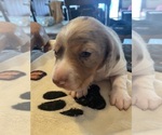 Small #15 Dachshund