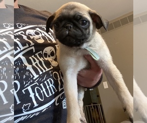 Pug Puppy for sale in LAWRENCE, KS, USA