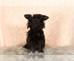 Small Photo #12 YorkiePoo Puppy For Sale in NAPPANEE, IN, USA