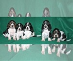 Small Photo #5 Basset Hound Puppy For Sale in LAKESIDE, CA, USA