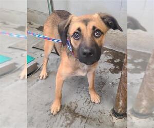 Chug Dogs for adoption in Camarillo, CA, USA