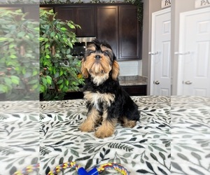 Cavanese Puppy for sale in GREENWOOD, IN, USA