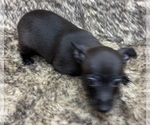 Small #2 Rat Terrier